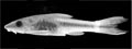Otocinclus tapirape